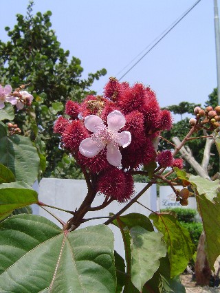 With a Flower